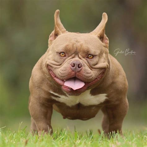 He has puppies in 20 countries and on 6 continents kobe cutedog 2million lilac cutedog cutepuppy nanoking. . Nano bully